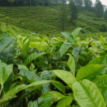 produk teh camellia sinensis terbaik