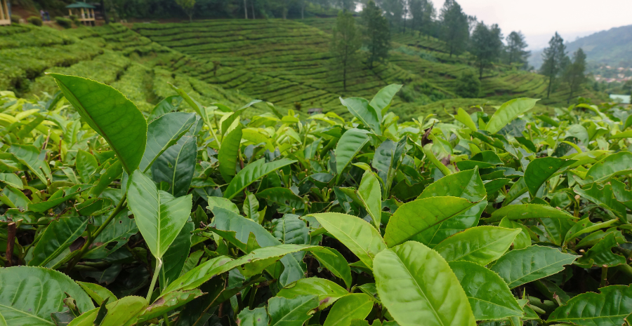 produk teh camellia sinensis terbaik
