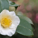 efek samping konsumsi camellia sinensis