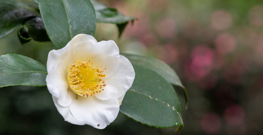 efek samping konsumsi camellia sinensis