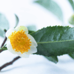 camellia sinensis menurut bpom