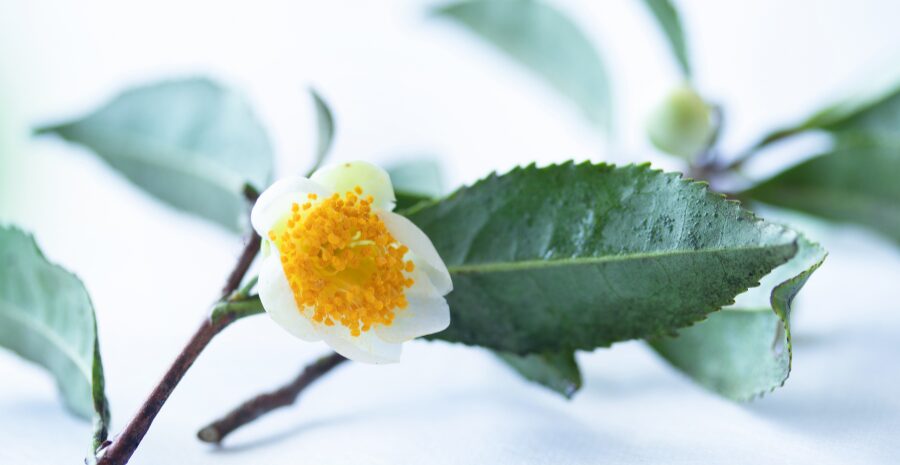 camellia sinensis menurut bpom