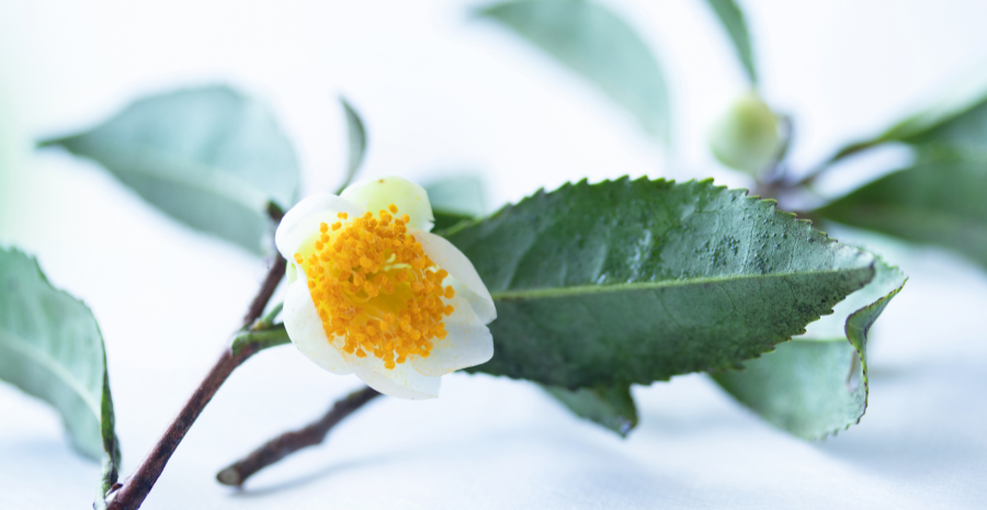 camellia sinensis menurut bpom