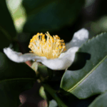 harga daun camellia sinensis