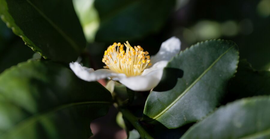 harga daun camellia sinensis