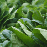 kandungan nutrisi dalam daun bayam