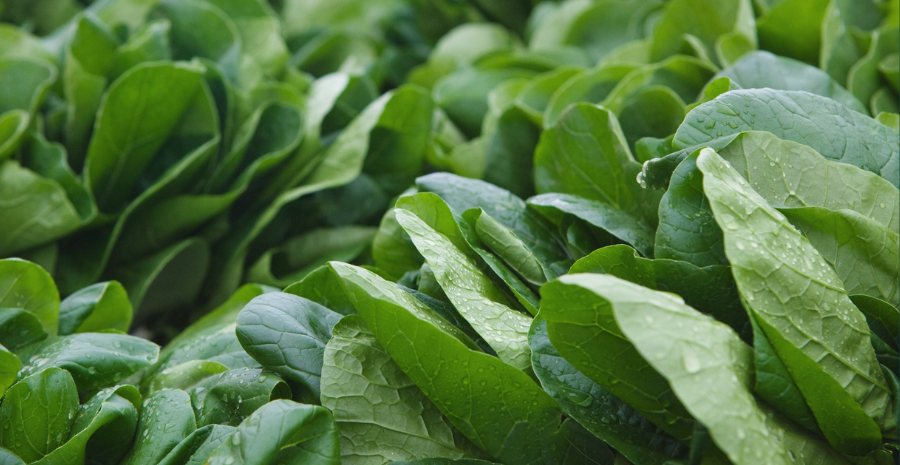 kandungan nutrisi dalam daun bayam