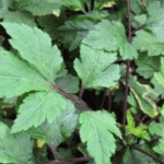 manfaat purwoceng untuk pria