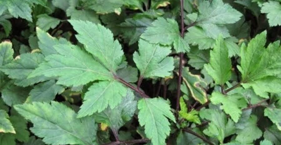 manfaat purwoceng untuk pria