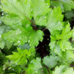 kandungan senyawa aktif dalam purwoceng