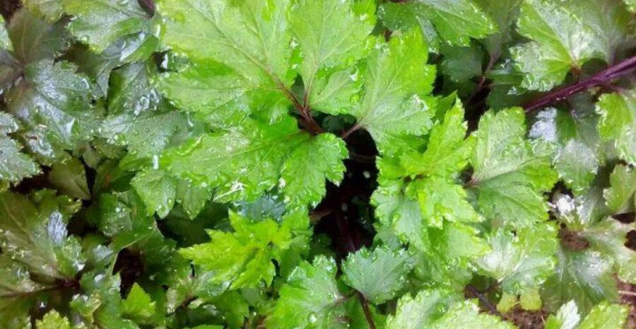 kandungan senyawa aktif dalam purwoceng