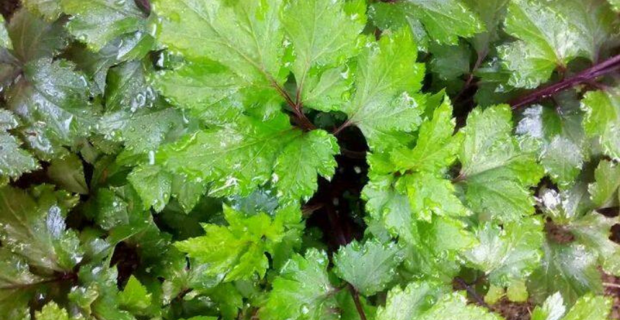 kandungan senyawa aktif dalam purwoceng