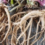 produk herbal berbahan purwoceng