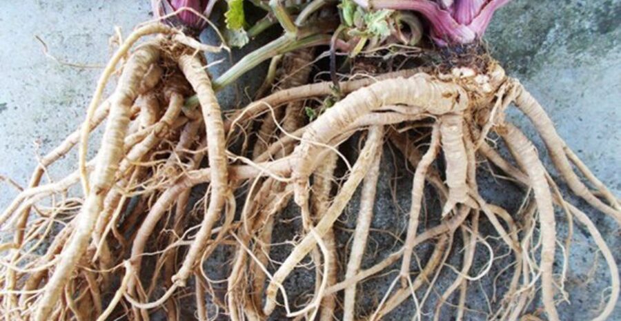 produk herbal berbahan purwoceng