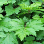 efek samping konsumsi purwoceng berlebihan