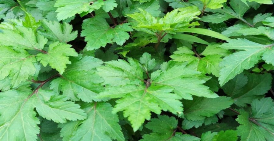 efek samping konsumsi purwoceng berlebihan