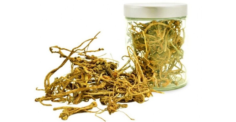 cara budidaya purwoceng di dataran tinggi