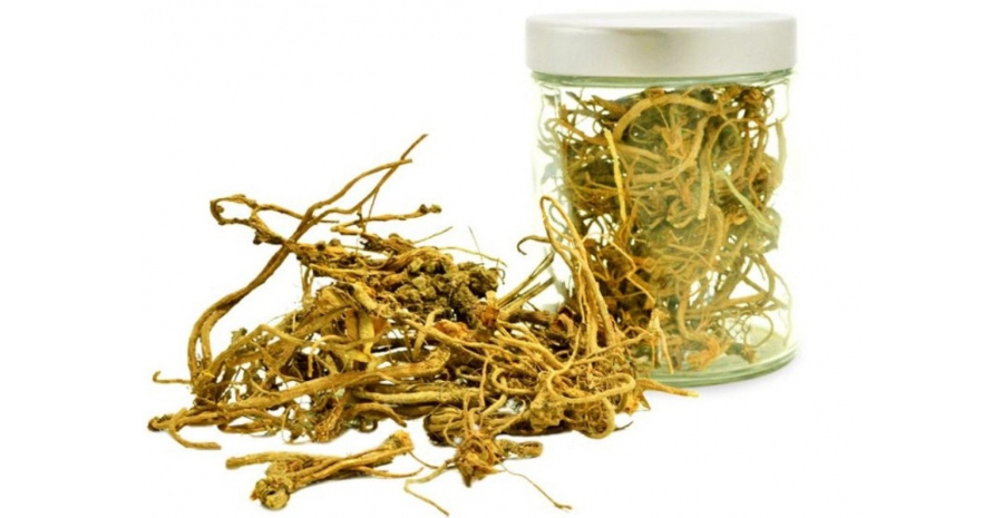 cara budidaya purwoceng di dataran tinggi