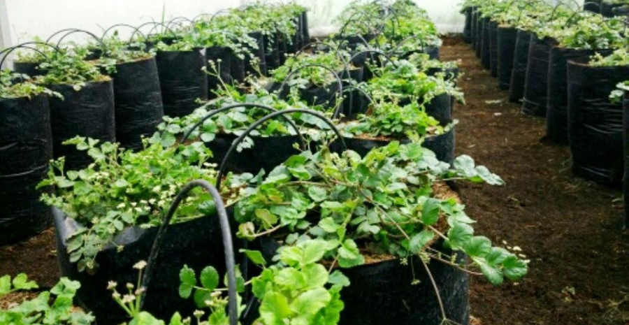 purwoceng untuk meningkatkan imunitas