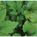 manfaat purwoceng untuk wanita