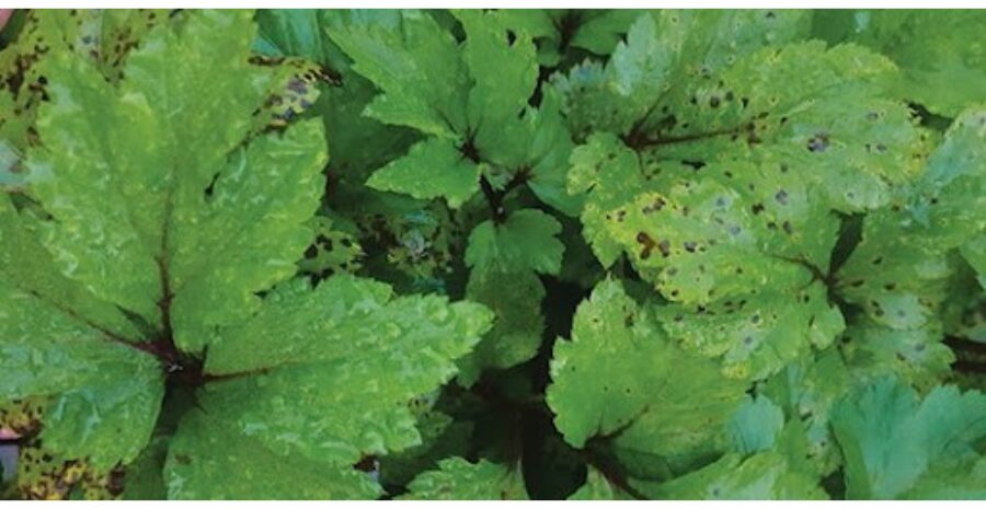 manfaat purwoceng untuk wanita