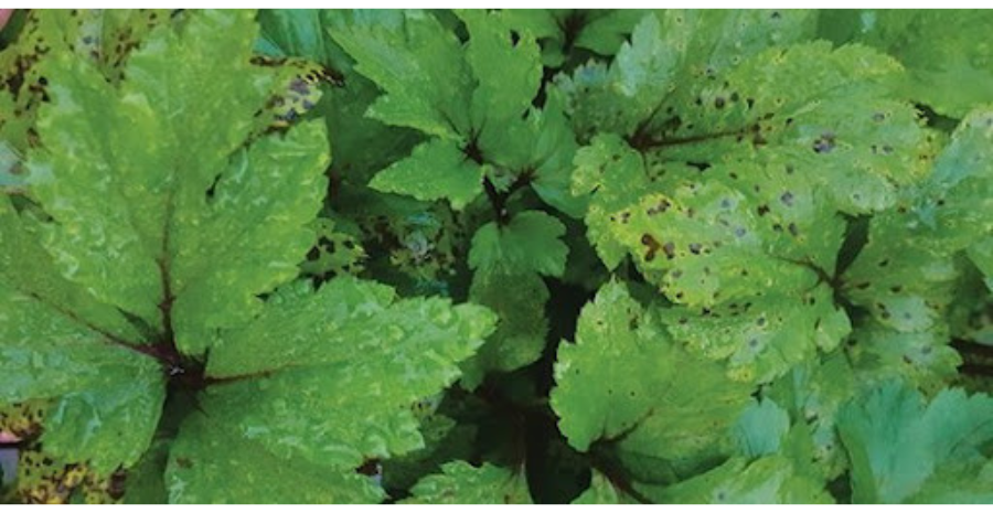 manfaat purwoceng untuk wanita