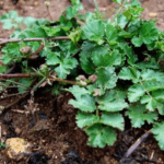 legalitas produk purwoceng di Indonesia