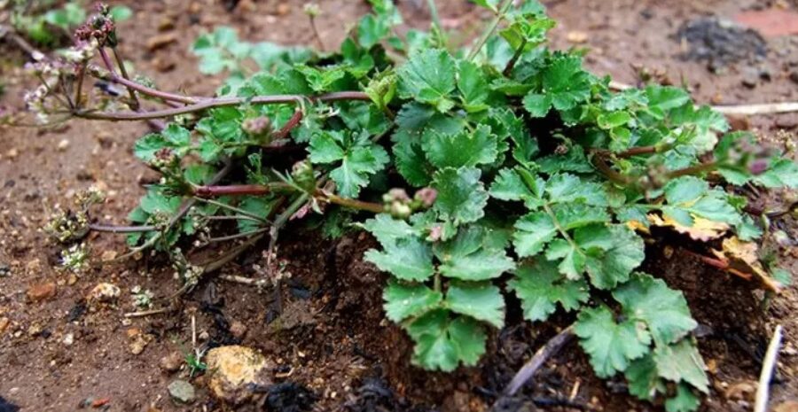 legalitas produk purwoceng di Indonesia