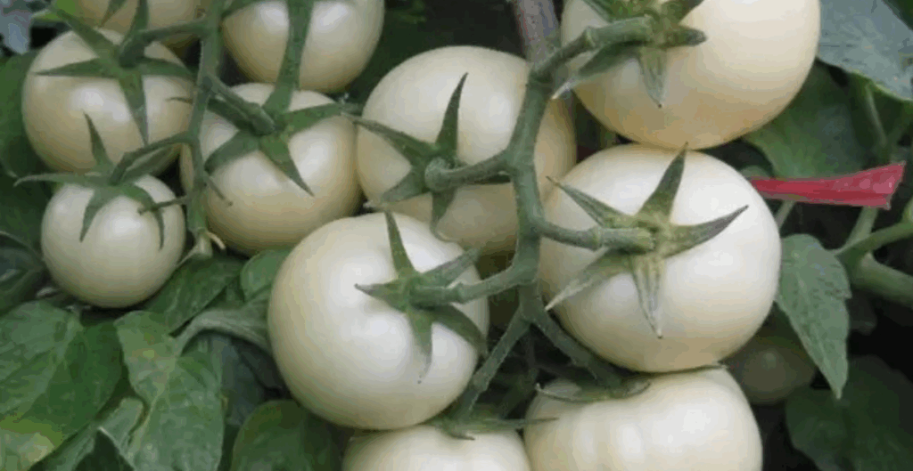 jenis tomat putih