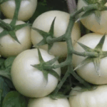 jenis tomat putih