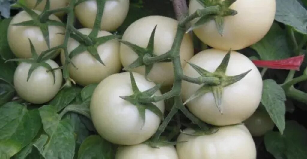 jenis tomat putih