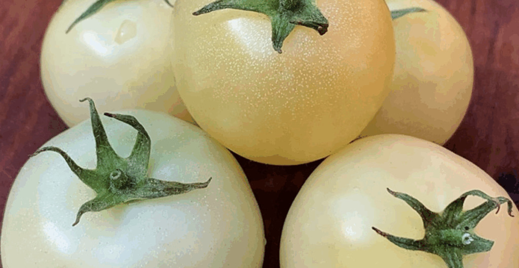 cara menanam tomat putih