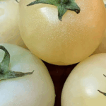 cara menanam tomat putih