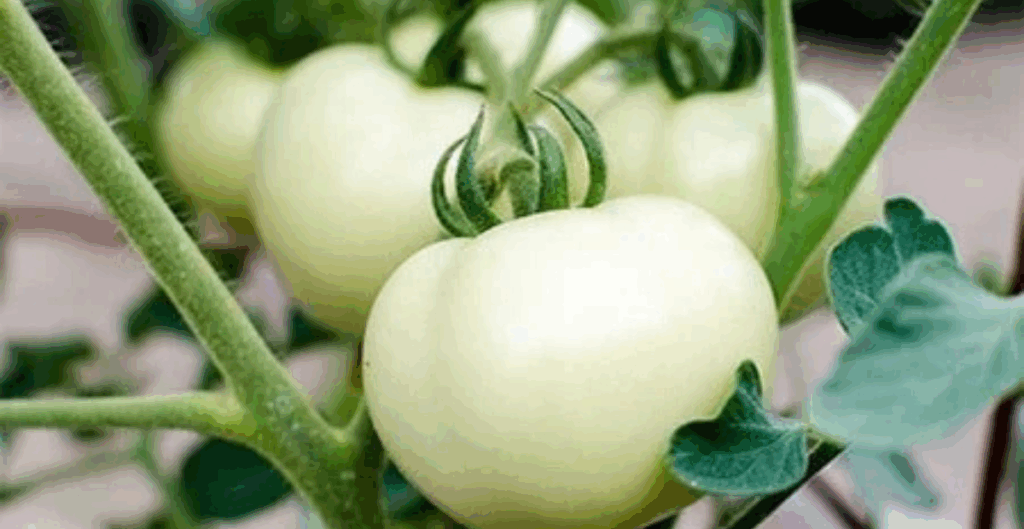 kandungan nutrisi tomat putih