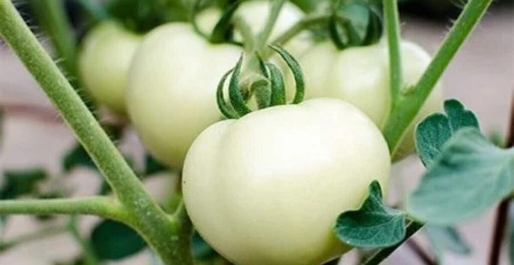 kandungan nutrisi tomat putih