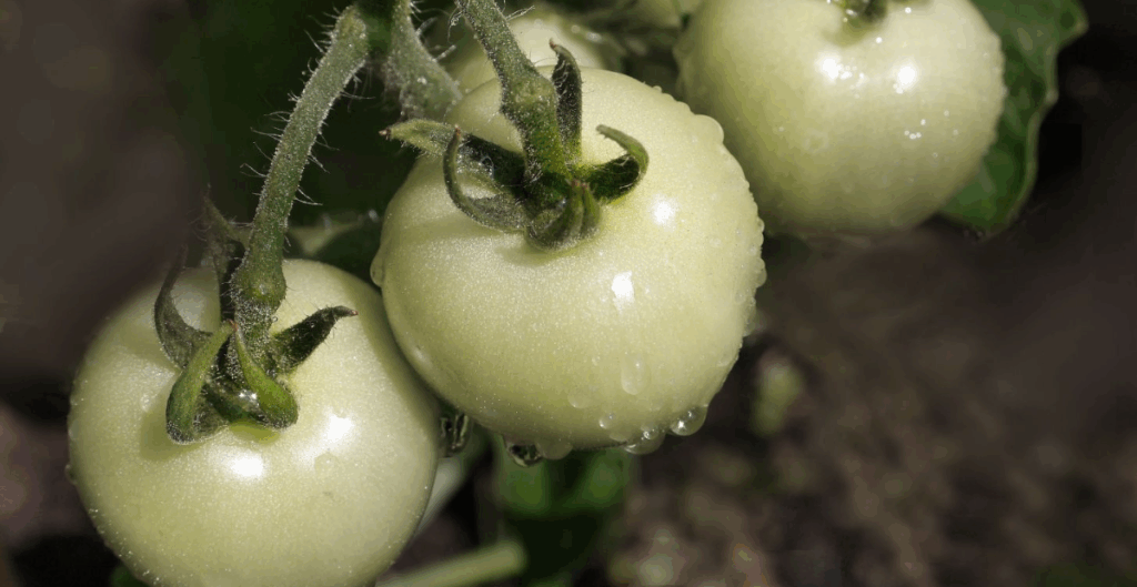 harga tomat putih per kg