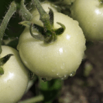 harga tomat putih per kg