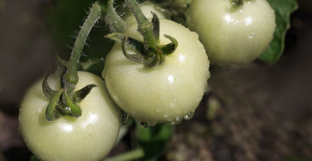 harga tomat putih per kg