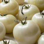 resep olahan tomat putih
