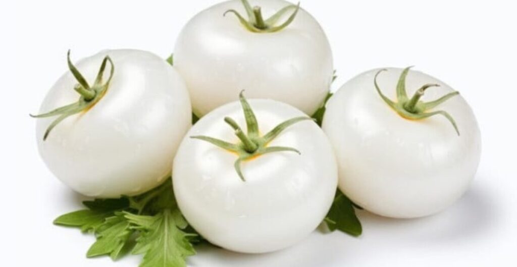 tomat putih untuk dekorasi makanan