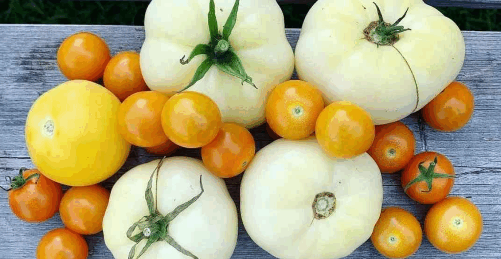 ciri khas tomat putih dibanding tomat lain