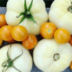 ciri khas tomat putih dibanding tomat lain