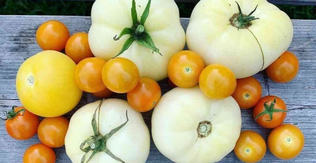 ciri khas tomat putih dibanding tomat lain