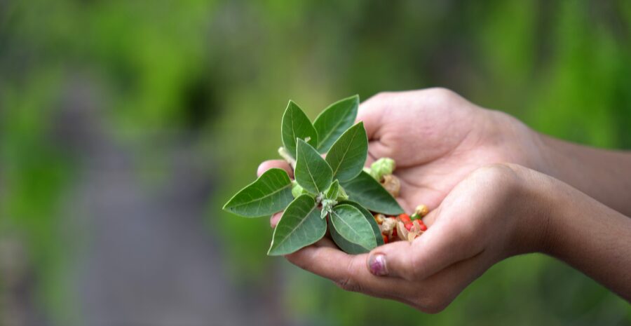 ashwagandha membantu tidur nyenyak