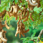 asam jawa untuk ibu hamil