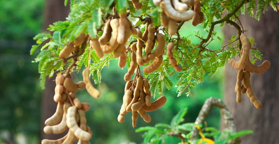 asam jawa untuk ibu hamil