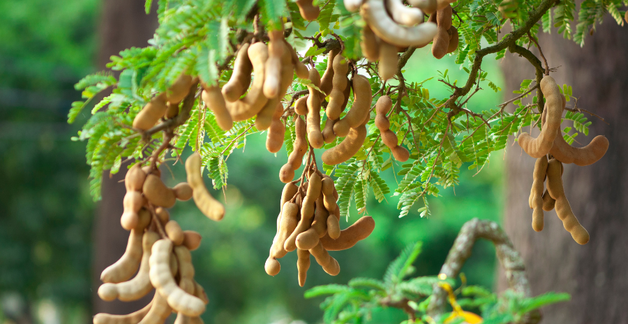 asam jawa untuk ibu hamil