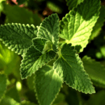 manfaat daun mint untuk kesehatan