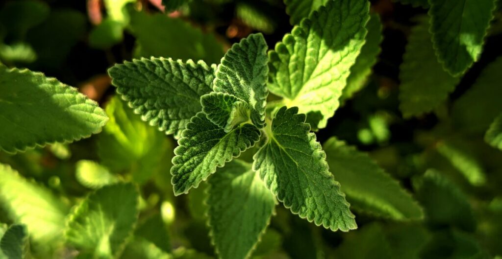 manfaat daun mint untuk kesehatan