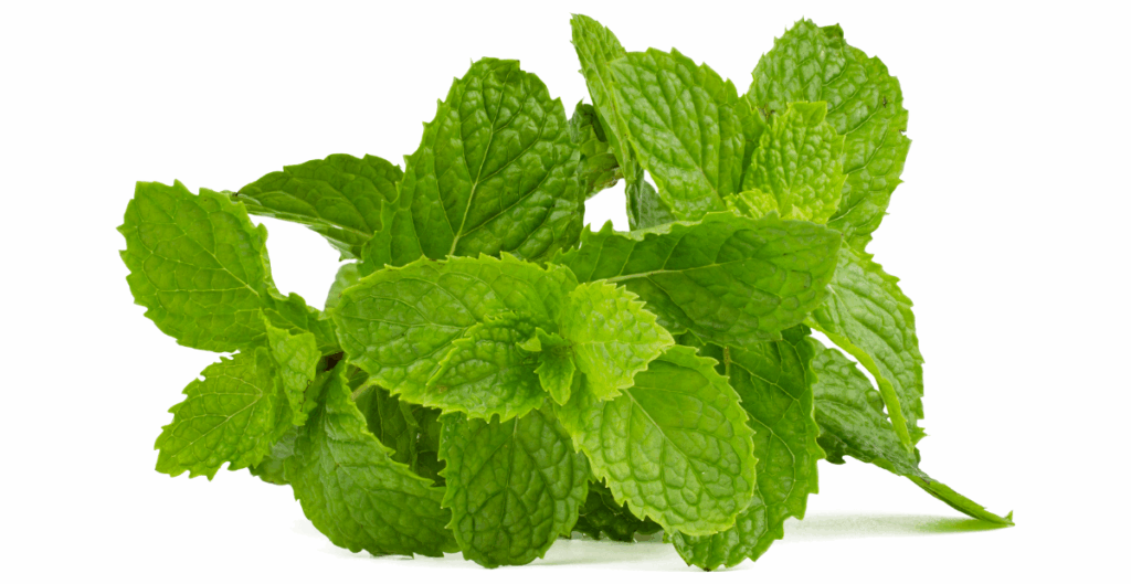 daun mint untuk sakit perut dan mual